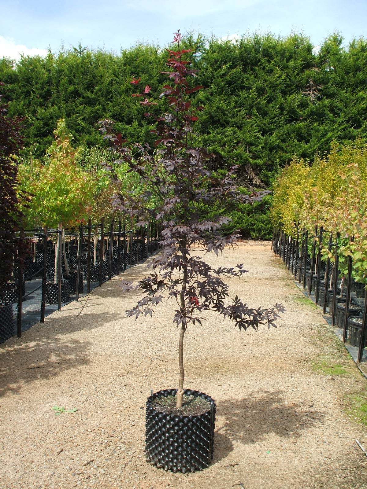Acer palmatum Bloodgood