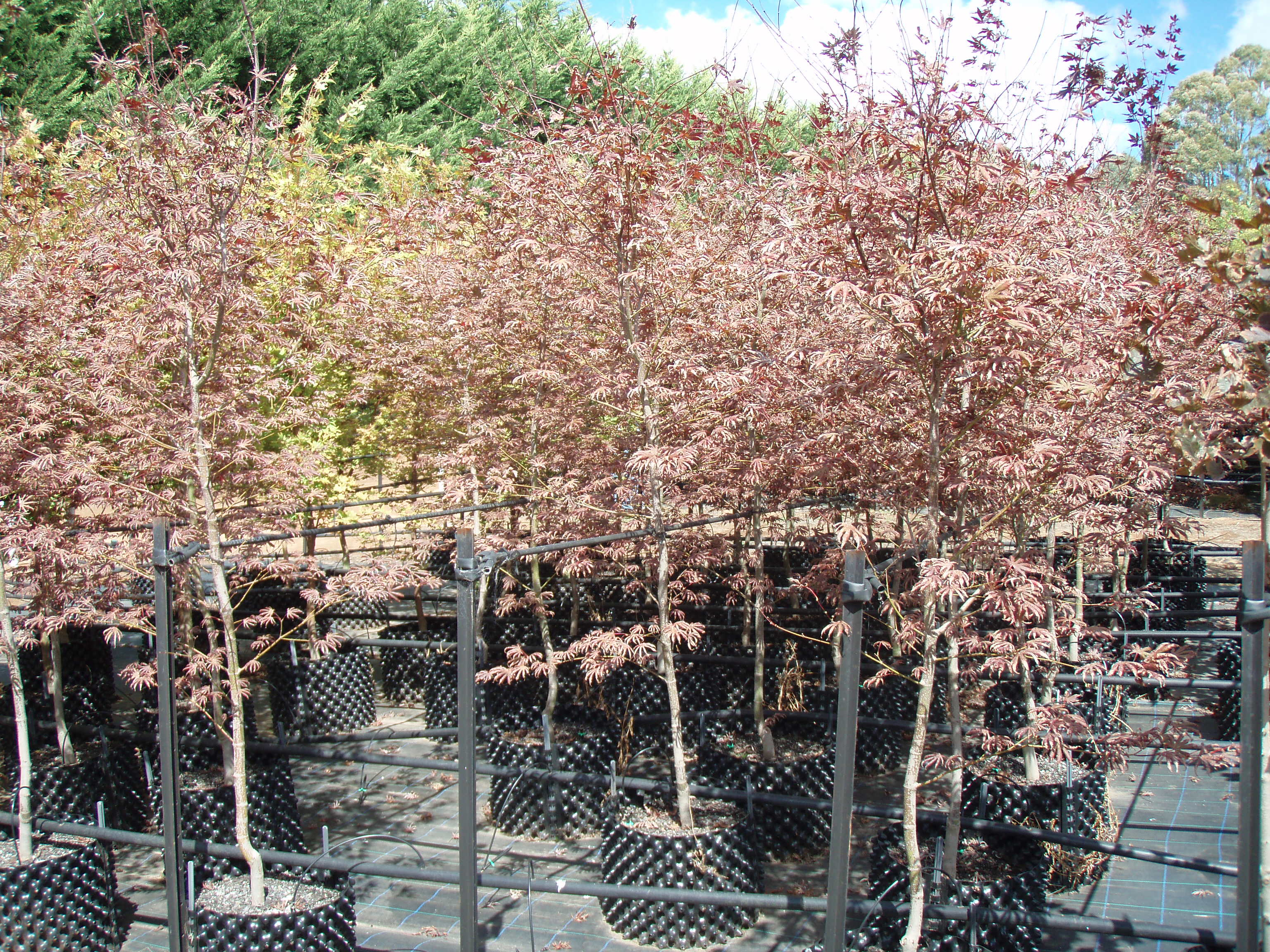Acer palmatum Trompenburg