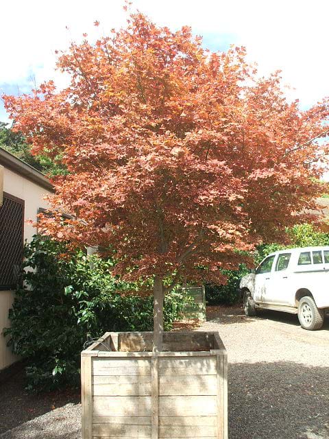ACER PALMATUM ATROPURPUREUM