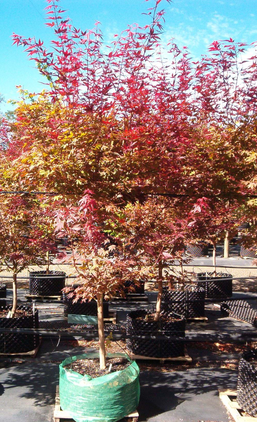 ACER PALMATUM ATROPURPUREUM