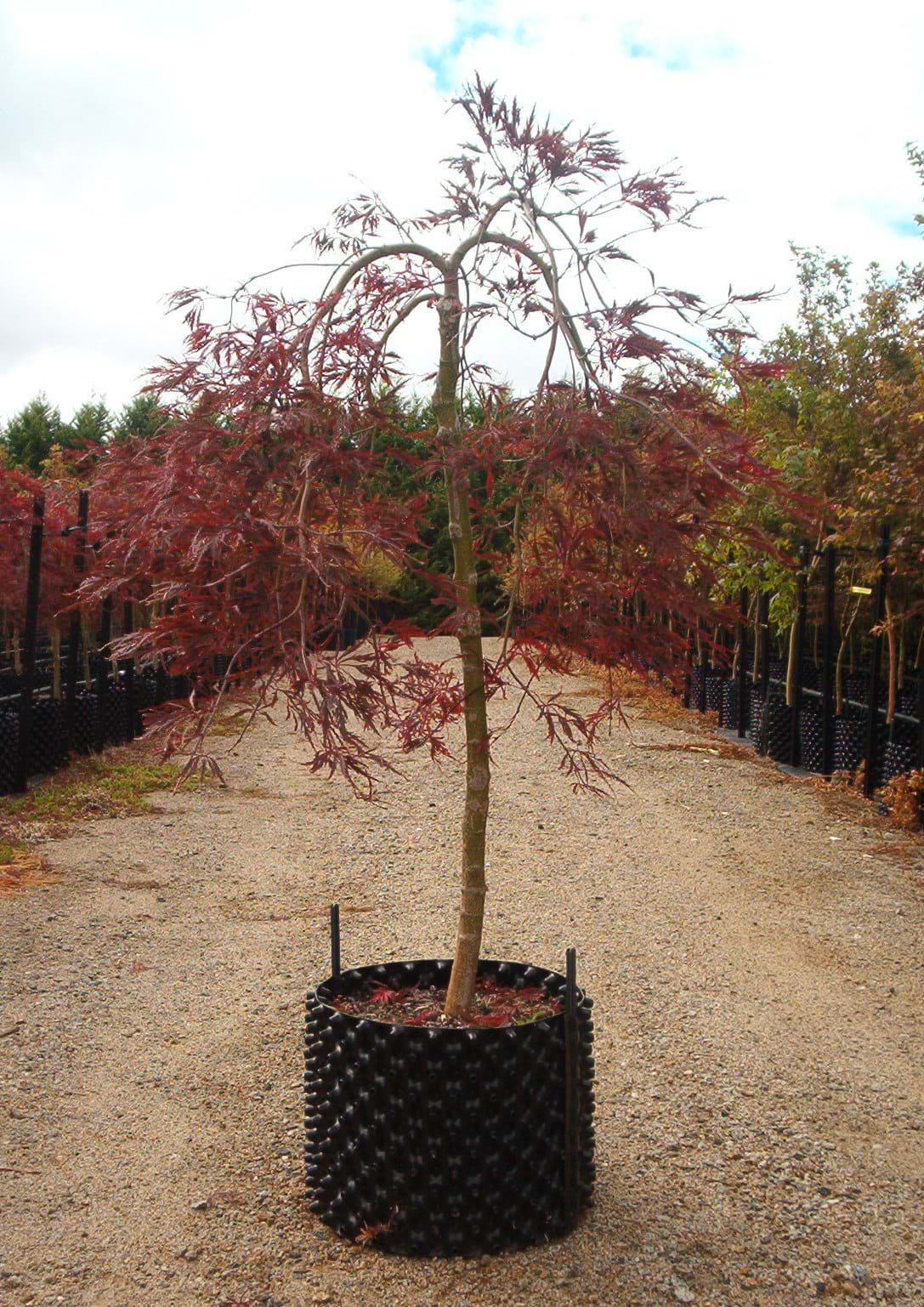 Acer palmatum Dissectum AtropurpureumAcer palmatum Dissectum Atropurpureum