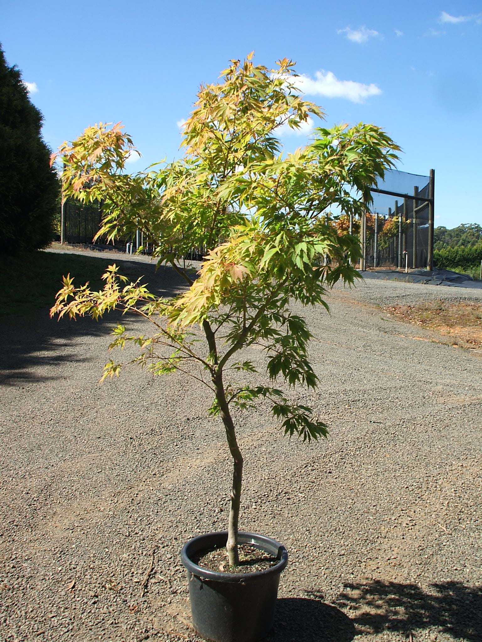Acer Palmatum Elegans