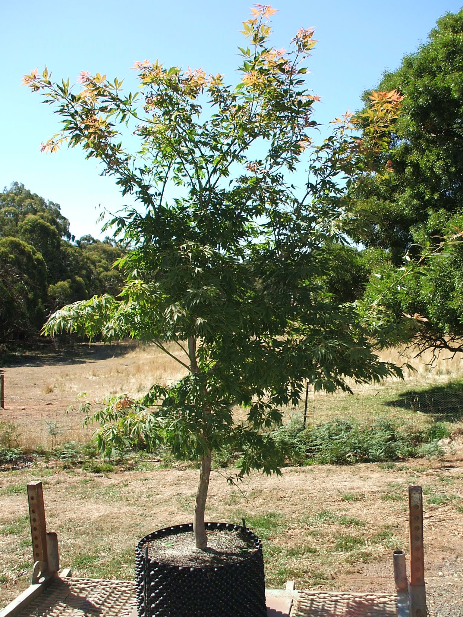 Acer Palmatum Elegans