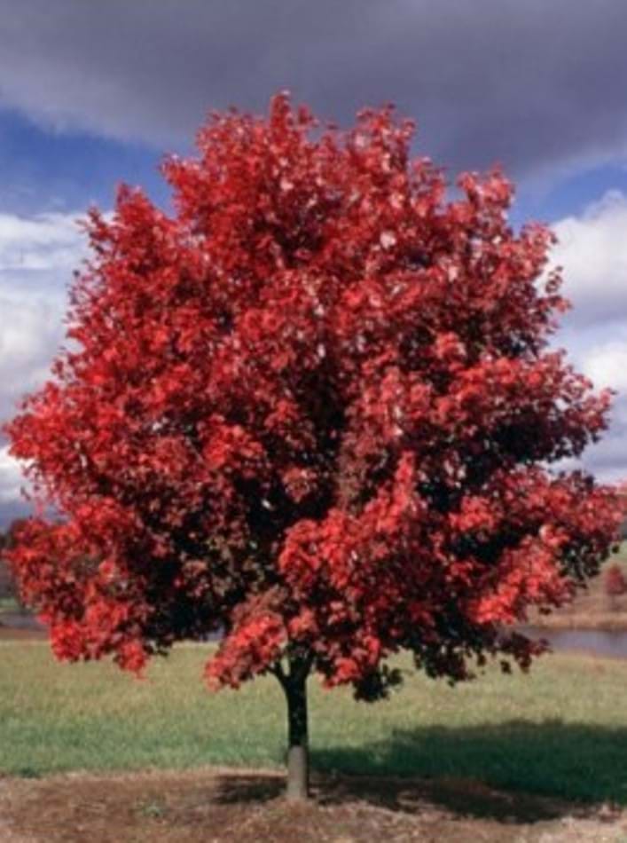 Acer rubrum October Glory