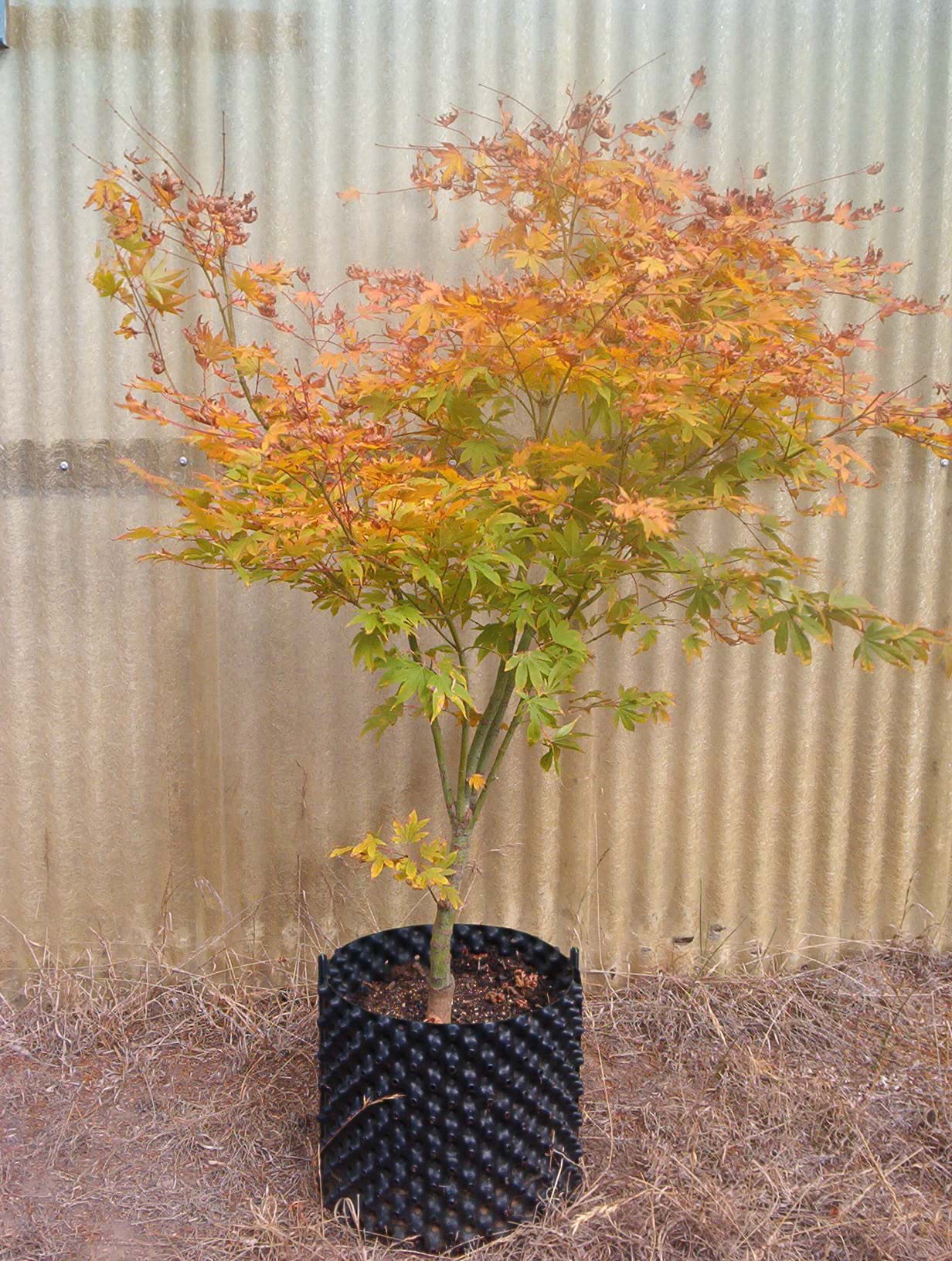 Acer palmatum Osakazuki