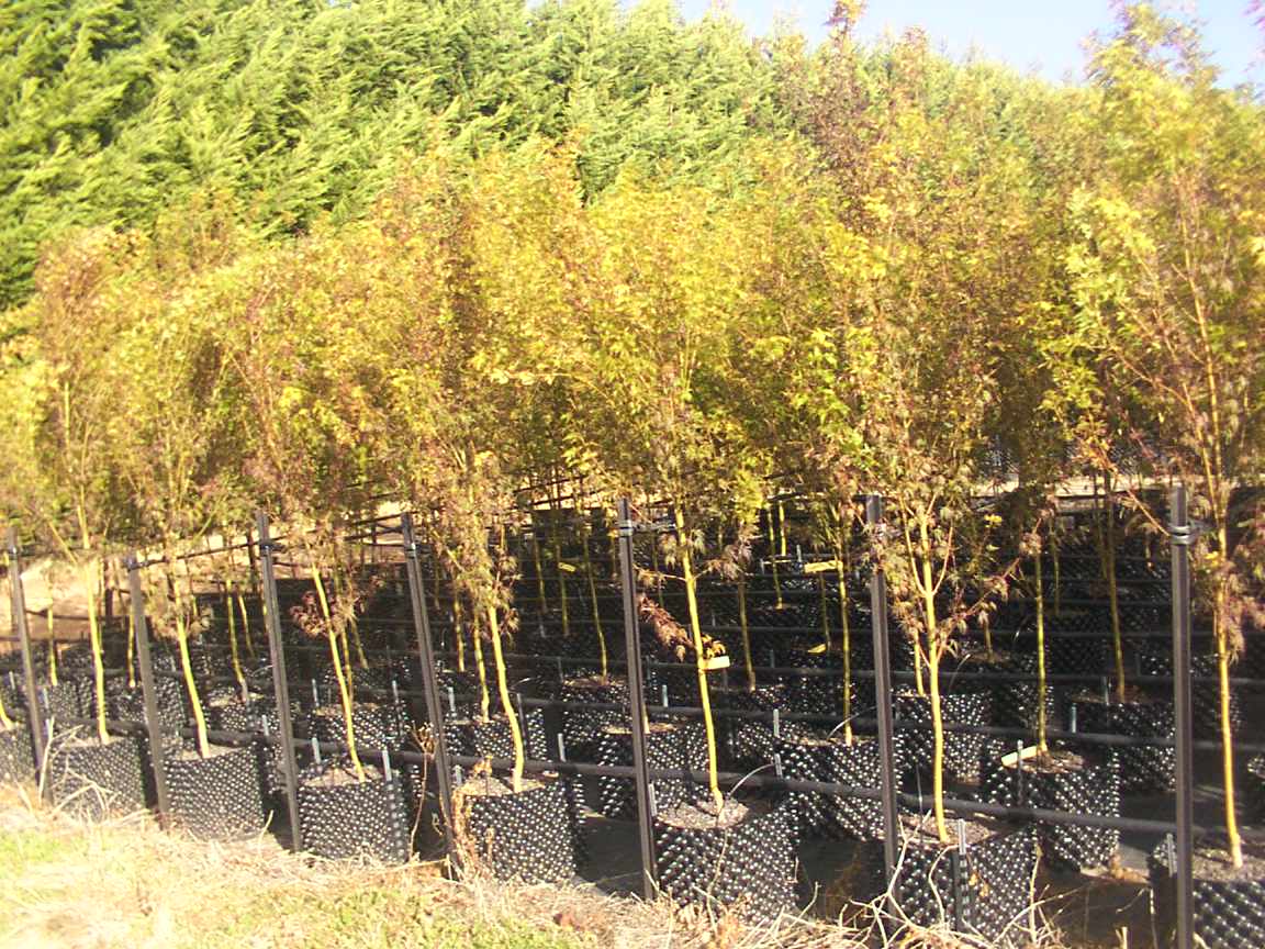 Acer palmatum Seiryu