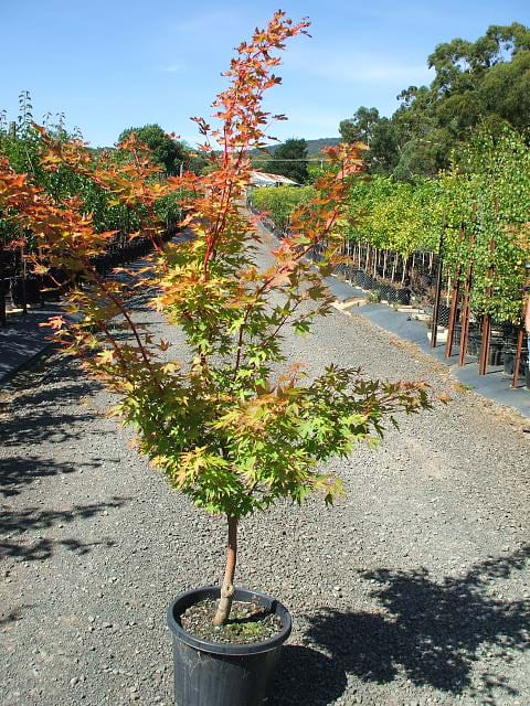 Acer palmatum Senkaki