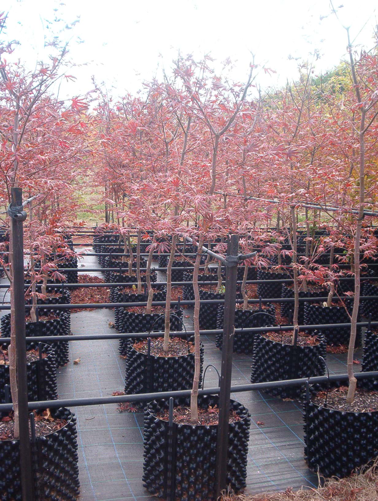 Acer palmatum Trompenburg