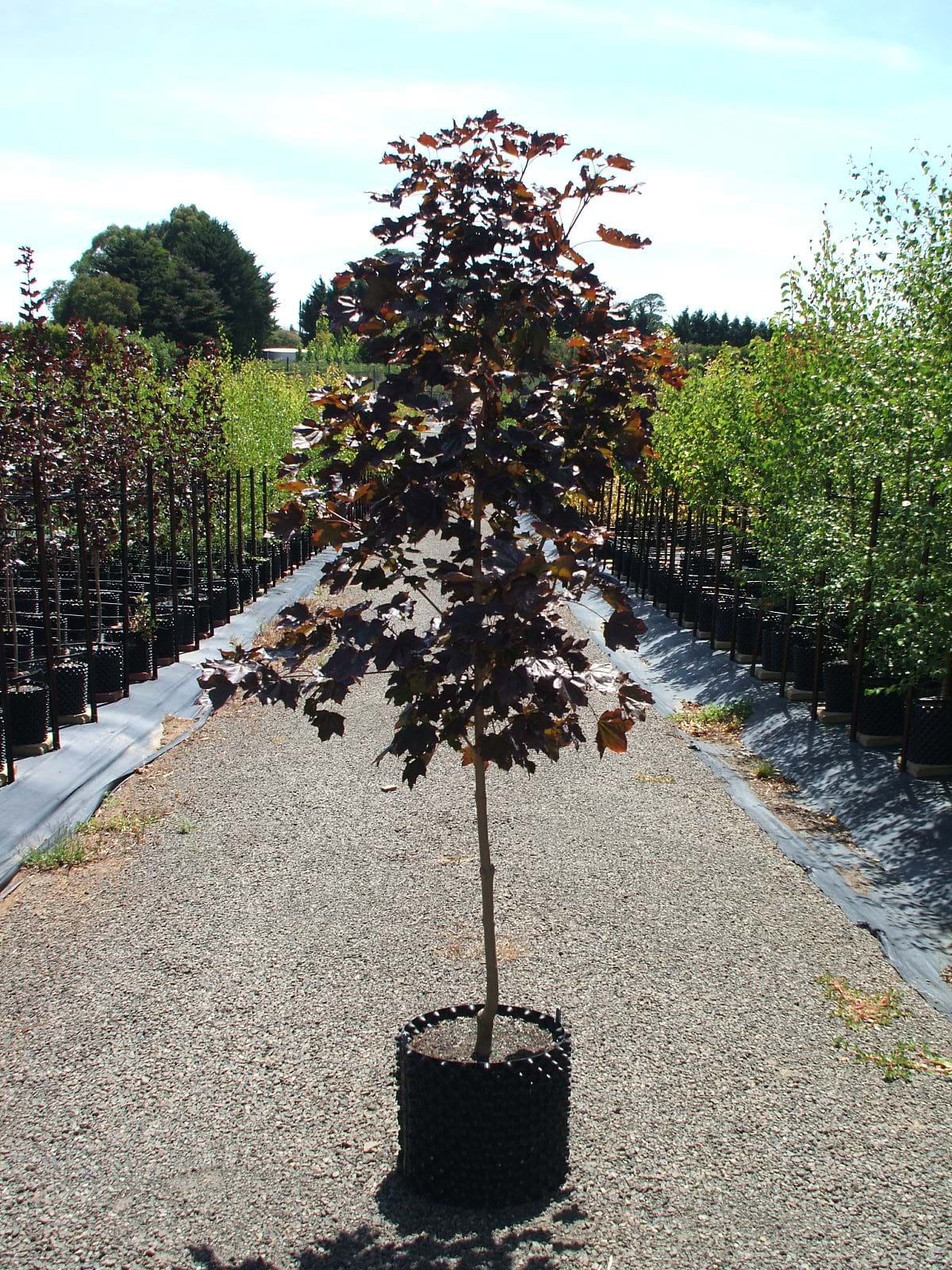 Acer platanoides Crimson King