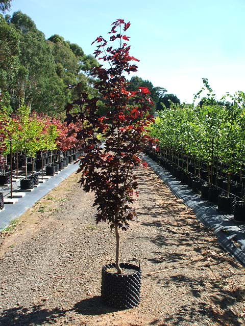 Acer platanoides Crimson Sentry