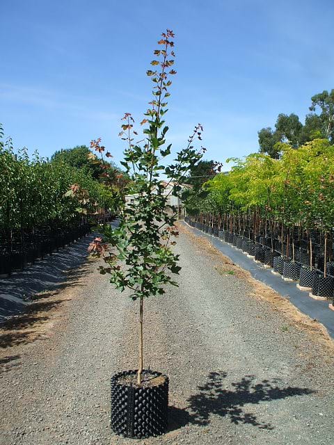 Acer platanoides Xtrunc Norweigian Sunset