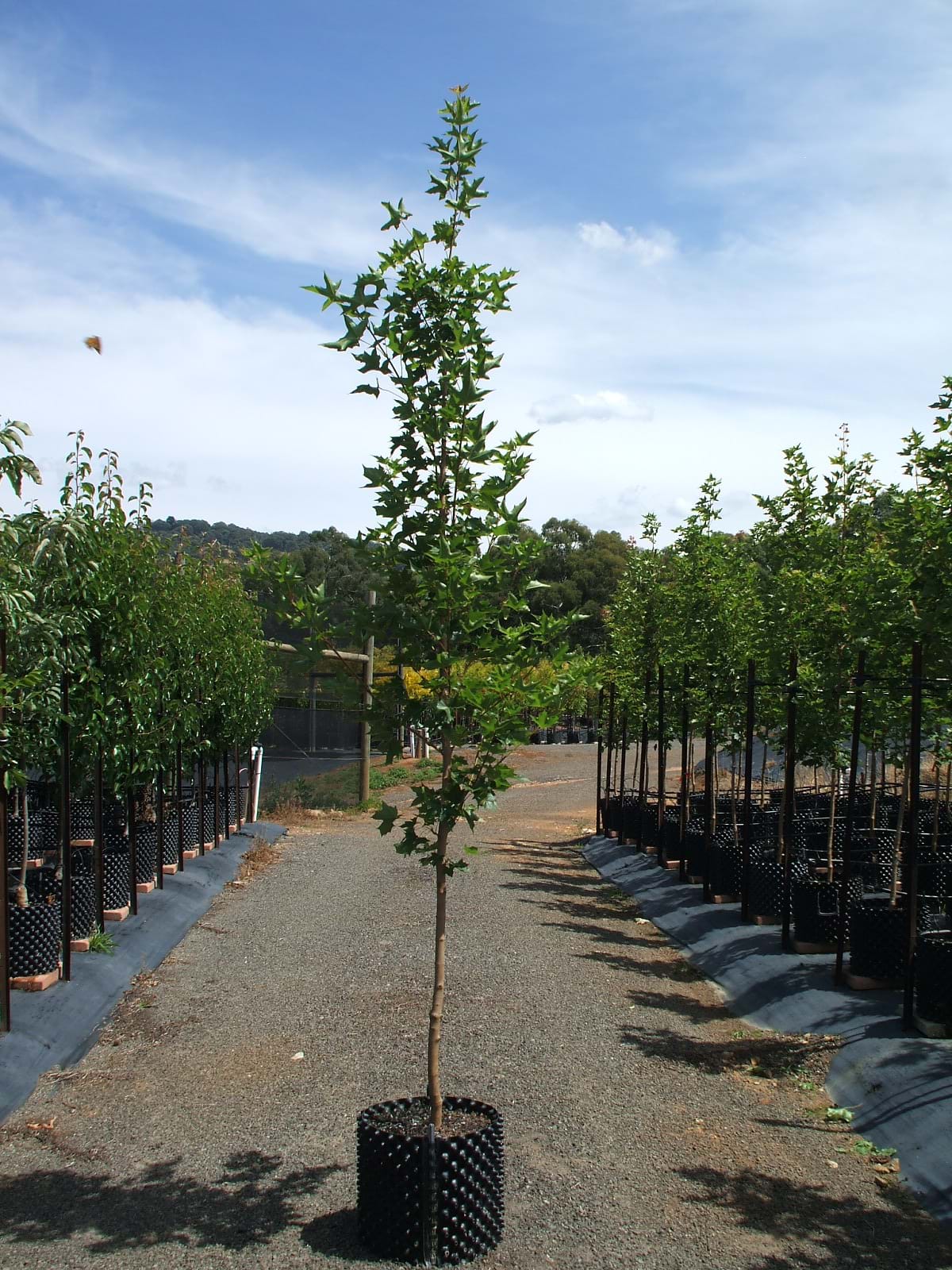 Acer platanoide Xtrunc Pacific Sunset