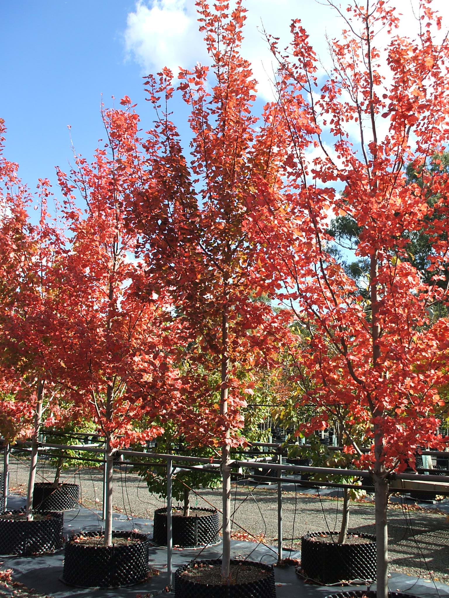 ACER RUBRUM BRANDY WINE