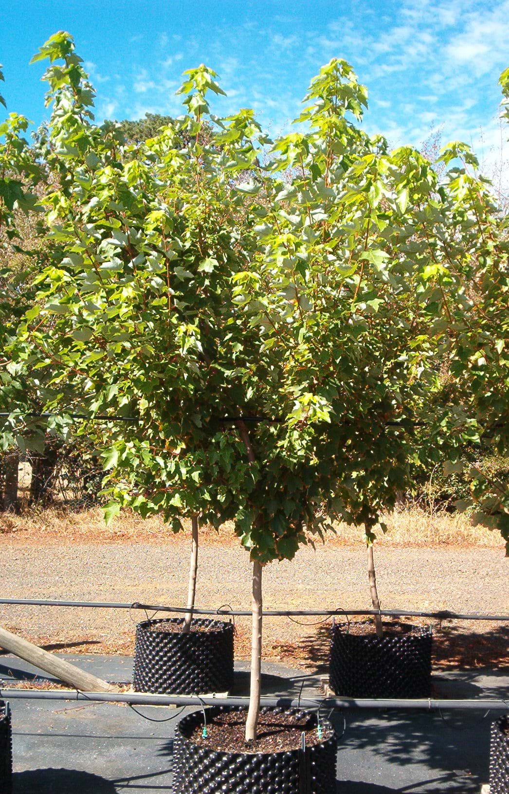 Acer rubrum Faireview Flame