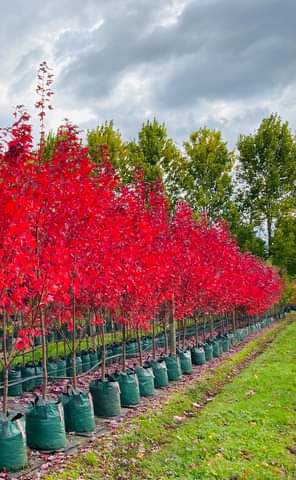 Acer rubrum Redpointe Flemings