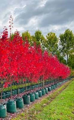 Acer rubrum Redpointe Flemings