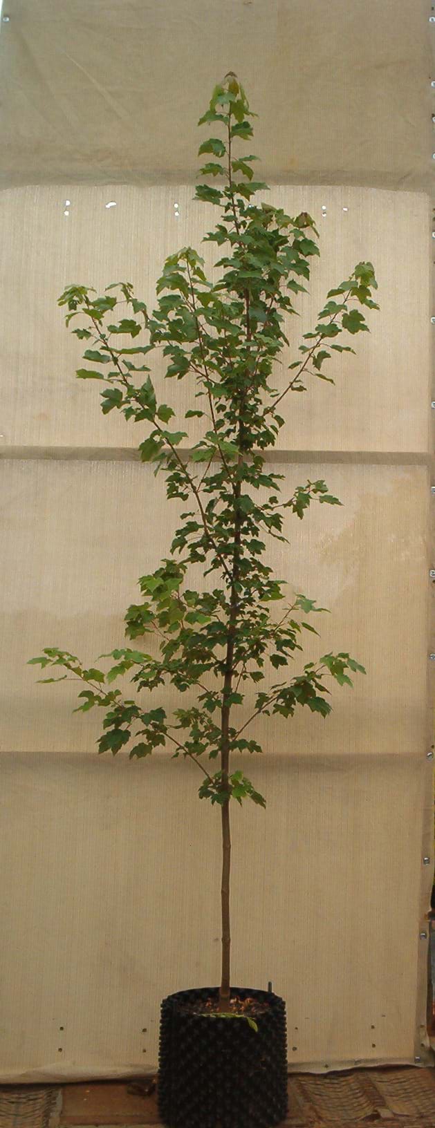 Acer ruburm Scanlong