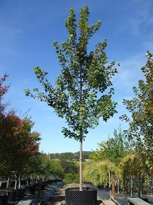 Acer ruburm Scanlong