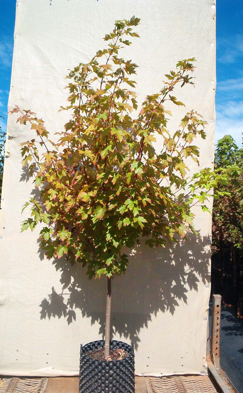 Acer X freemannii Autumn Blaze