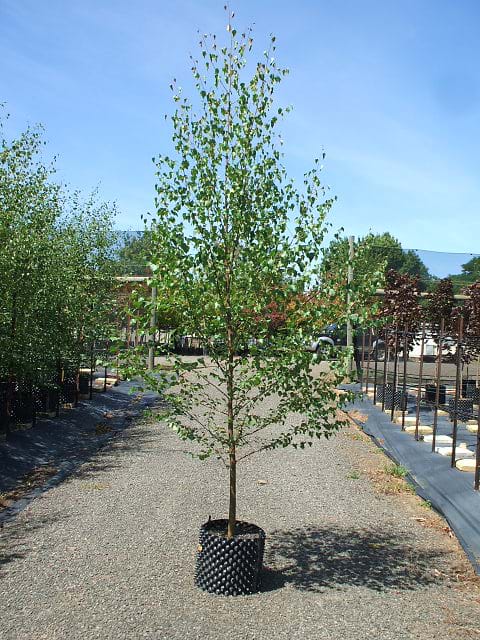 Betula pendula Alba AP40