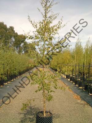 Betula pendula Dalecarlica