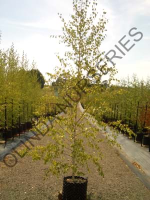 Betula pendula Moss White