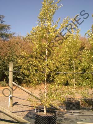 Betula pendula Moss White