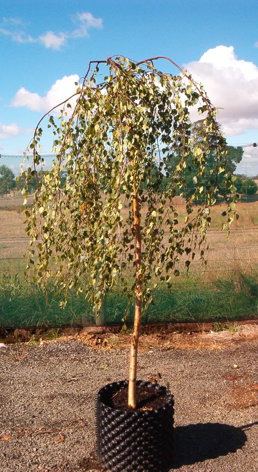 Betula pendula Youngii