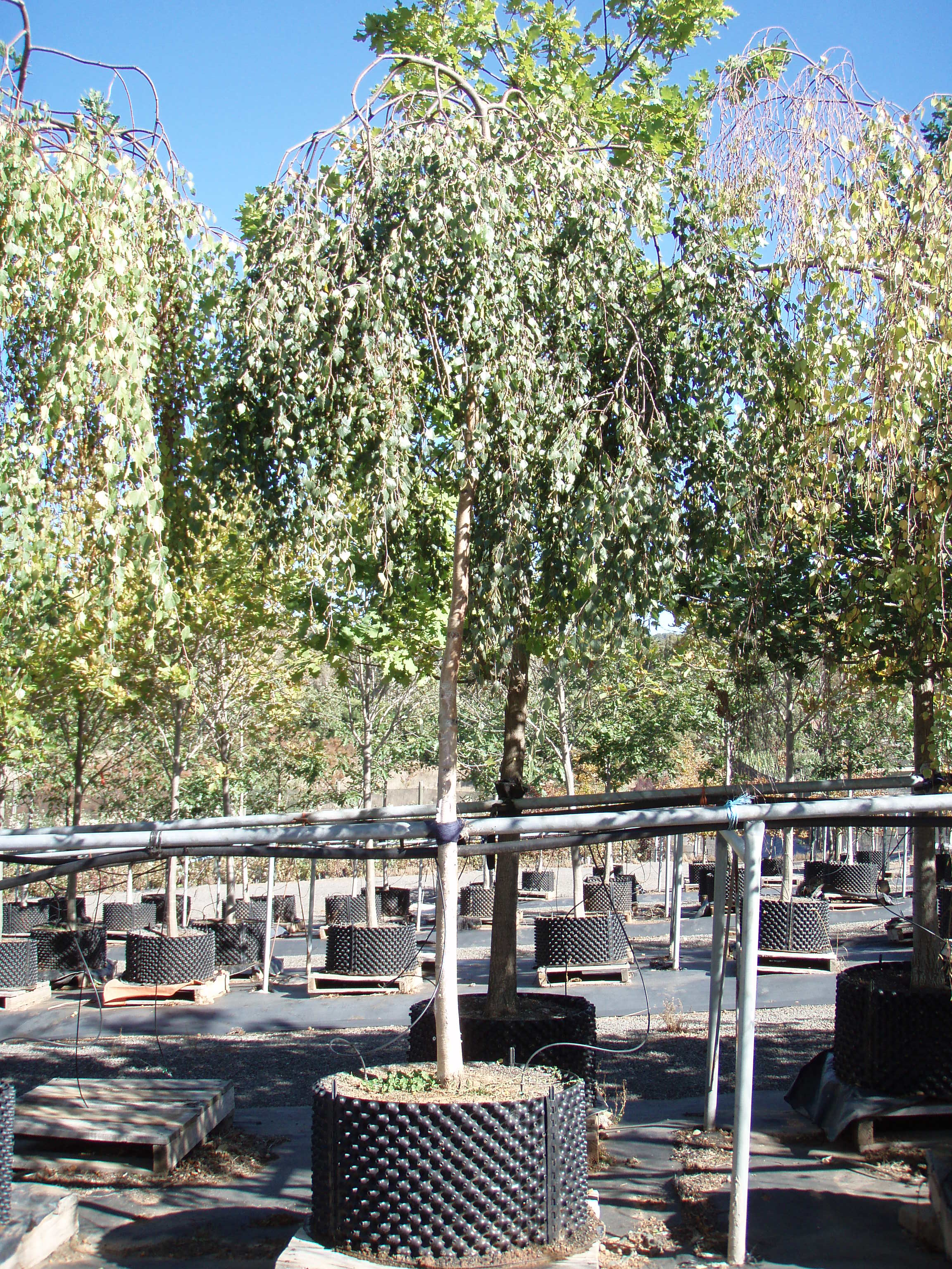 Betula pendula Youngii