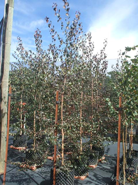 Betula populifolia x Royal Frost