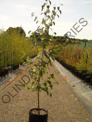 Betula utilis var. jacquemontii