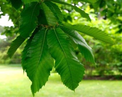 Chestnut leaves