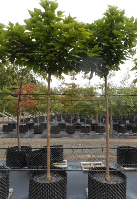 Catalpa bignonioides nana