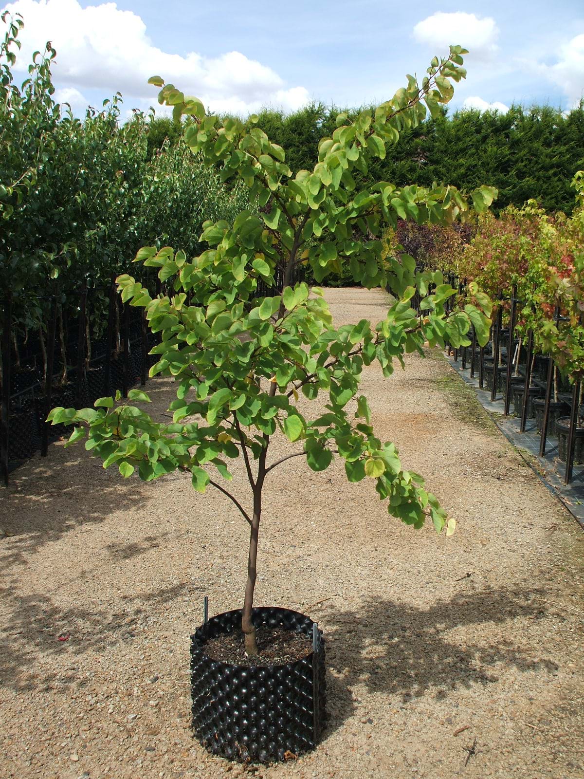 Cercis siliquastrum