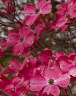 Cornus Cherokee Chief