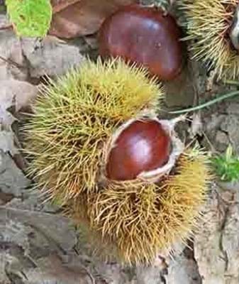 Chestnut