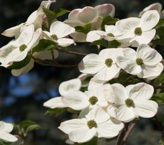 Cornus Eddie White Wonder