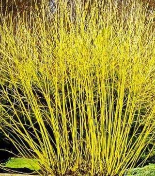 Cornus sericera flaviramea