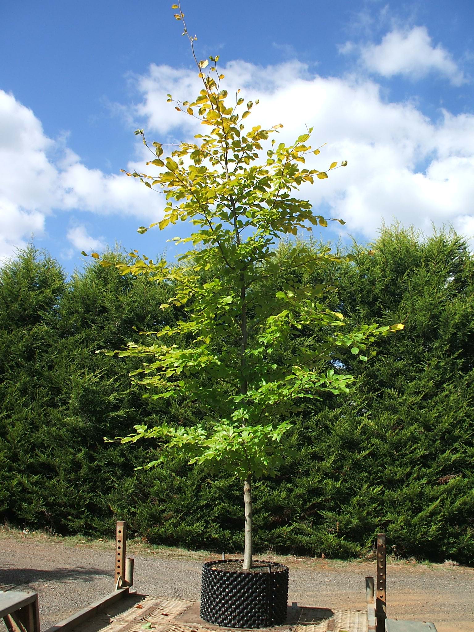 Fagus sylvatica