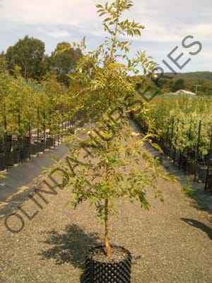 Fraxinus excelsior Aurea or Golden Ash