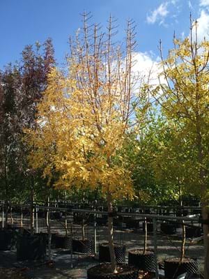 Fraxinus excelsior Aurea