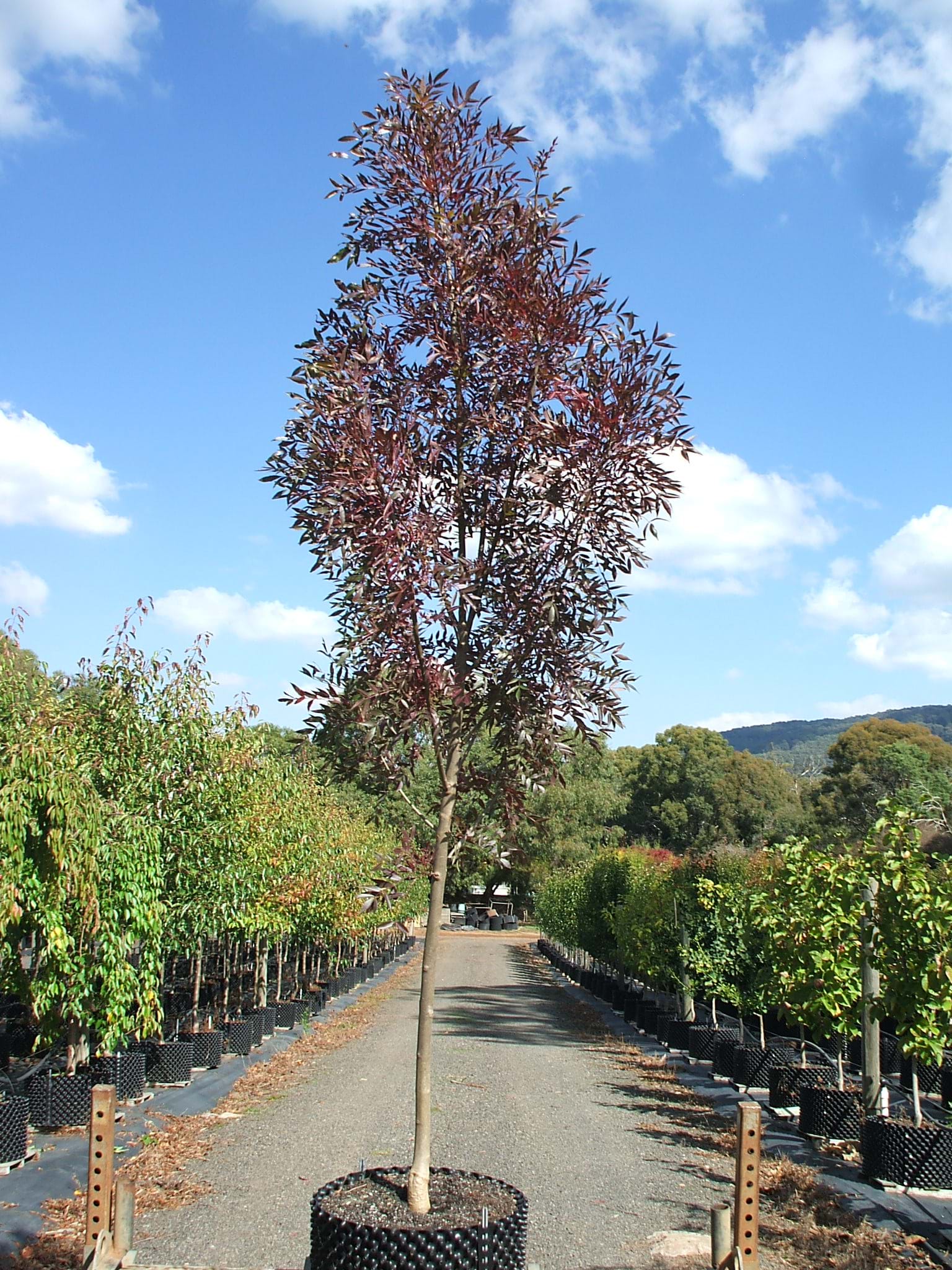 Fraxinus raywoodii