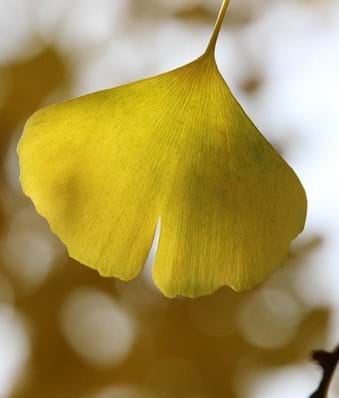 Ginkgo biloba leaf