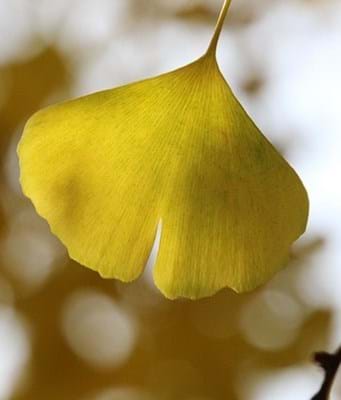 Ginkgo biloba leaf