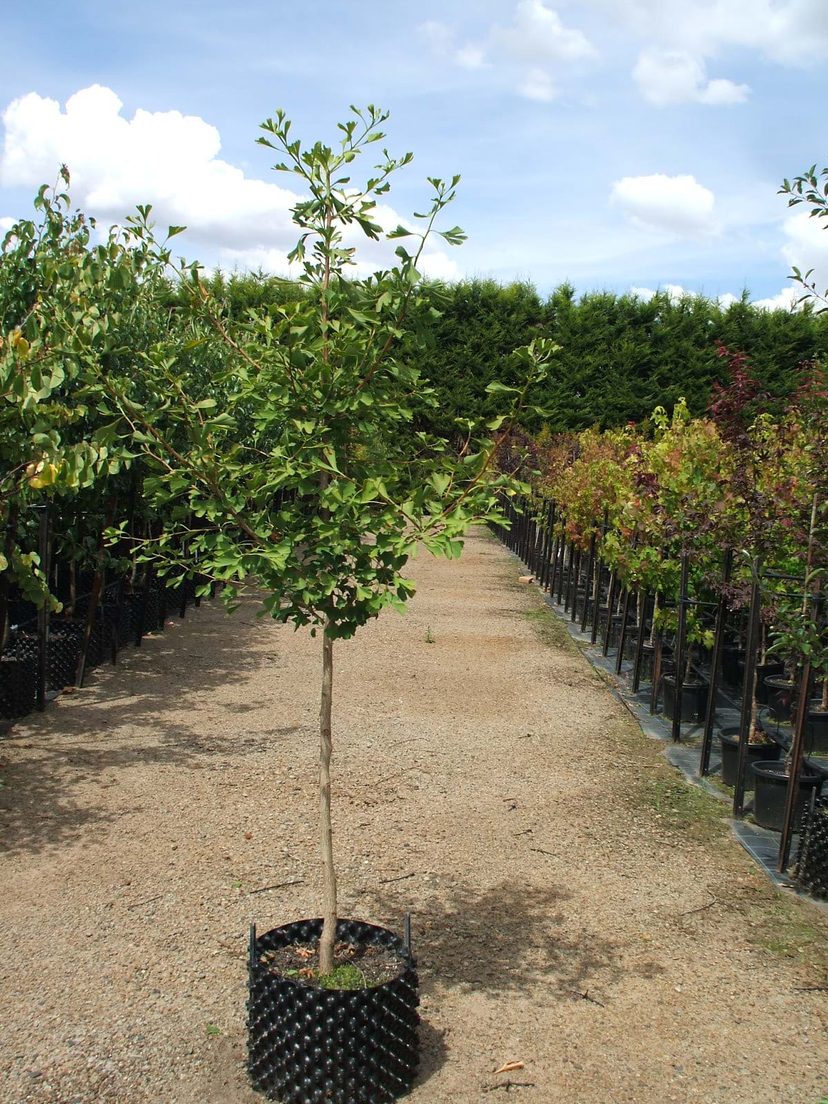 Ginkgo biloba male - Maidenhair tree