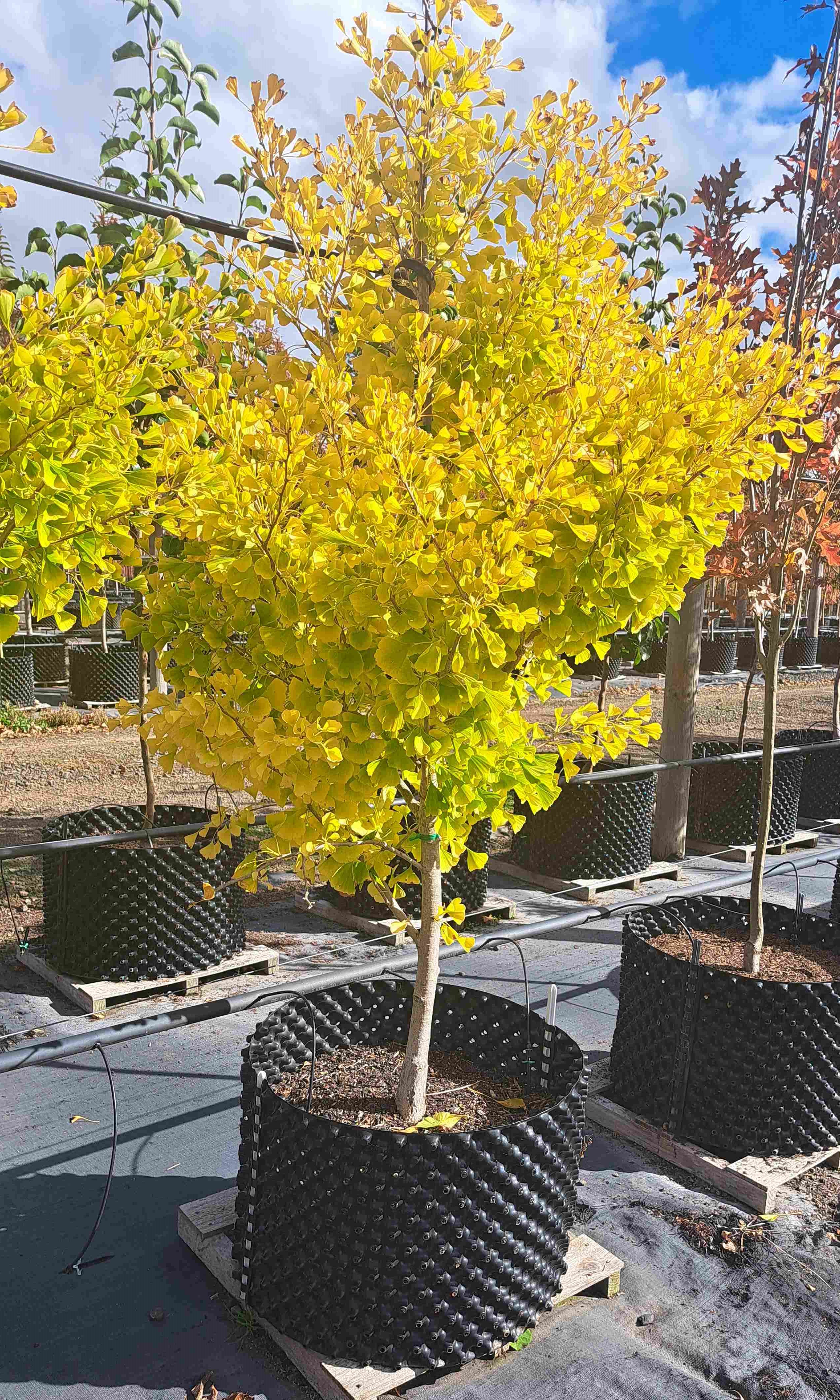 Ginkgo biloba fastigiata