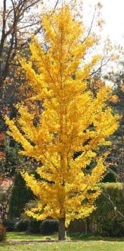 Ginkgo biloba Fastigiata