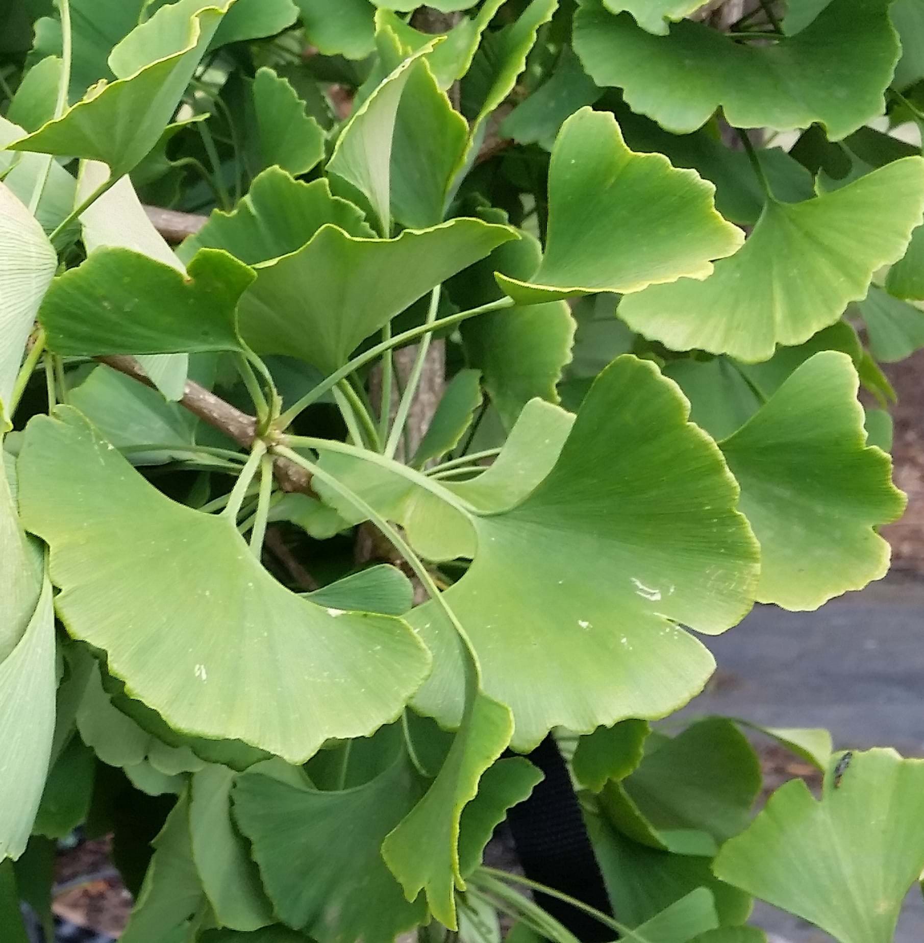 Ginkgo biloba Princeton Sentry