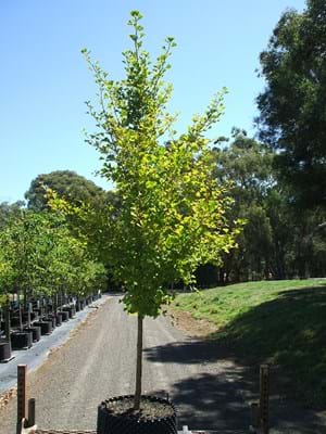 Ginkgo Biloba