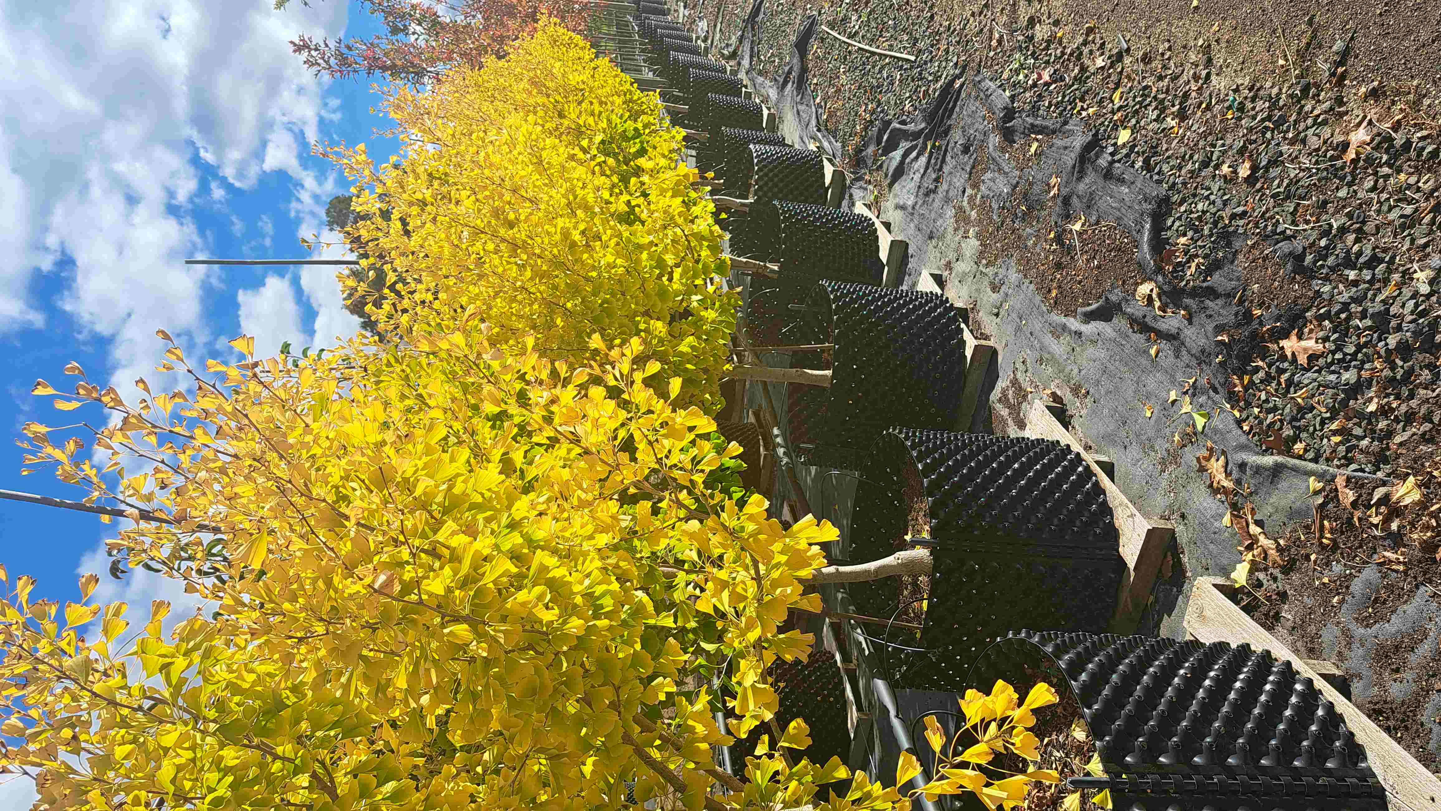 Ginkgo biloba fastigiata